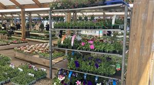 Shelves of spring bedding plants in garden centre